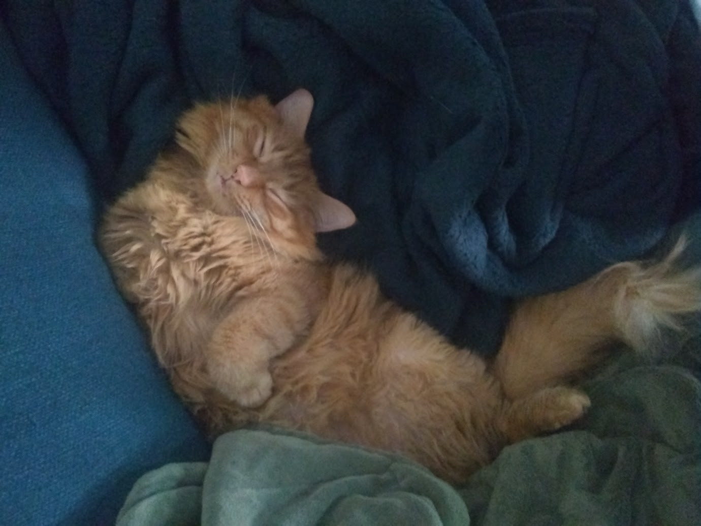 cat